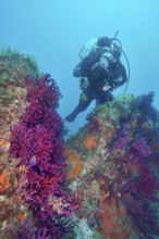 Diver exploring Violescent sea-whip (Paramuricea clavata) in a trench. Dive site Marine reserve Cap
