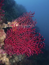 Extensive red Violescent sea-whip (Paramuricea clavata) in deep blue water. Dive site Marine