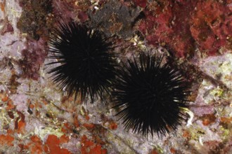 Two specimens of Arbacia lixula (Arbacia lixula) on a colourful, rocky seabed. Dive site Marine
