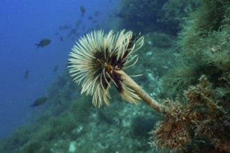 Screwfish (Sabella spallanzanii) rises gracefully from the rocky seascape. Dive site Cap de Creus