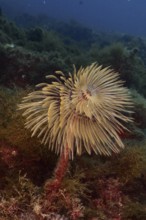 A cream-coloured screwfish (Sabella spallanzanii) in the soft flow of the current. Dive site Marine