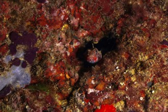 Camouflaged fish, redmouth goby (Gobius cruentatus), hiding on the red seabed. Dive site Marine