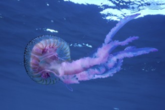 A purple jellyfish (Pelagia noctiluca) floats elegantly in the blue ocean water. Dive site Marine
