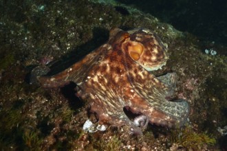 An octopus with a distinctive pattern, Common Octopus vulgaris, spreads out across the seabed in