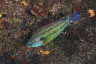 Colourful speckled peacock wrasse (Symphodus tinca) among marine plants. Dive site Cap de Creus