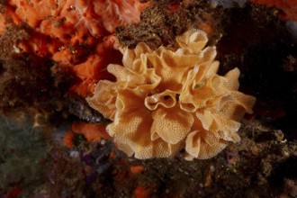 Neptune veil (Reteporella grimaldii) (Reteporella septentrionalis) in bright orange colour. Dive