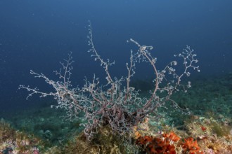 Fan-shaped Mediterranean gorgonian head (Astrospartus mediterraneus) unfolds in the clear ocean
