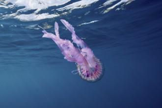 Luminous jellyfish (Pelagia noctiluca) in pale pink in the deep blue sea. Dive site Marine reserve
