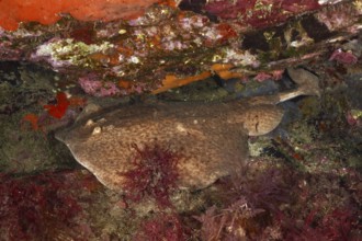 A marble trembling ray (Torpedo marmorata) lies well camouflaged between the rocky seabed. Dive
