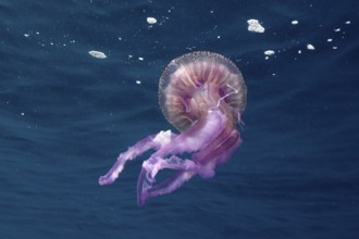 Transparent purple jellyfish (Pelagia noctiluca), close to the surface. Dive site Marine reserve