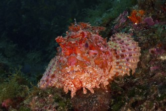 Portrait of red scorpionfish (Scorpaena scrofa), sea sow, in deep water. Dive site Marine reserve