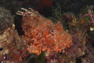 Camouflaged red scorpionfish (Scorpaena scrofa), sea sow, between algae and rocks. Dive site Cap de