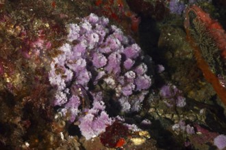Purple coarse sponge (Dysidea avara) in a colourful underwater landscape. Dive site Marine reserve