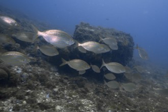 Shoal of goldfish (Sarpa salpa) swimming past rocks in clear water. Dive site Marine reserve Cap de