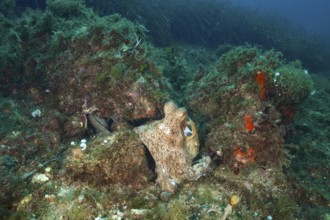 A well-camouflaged Common Octopus (Octopus vulgaris) sits between algae-covered stones on the