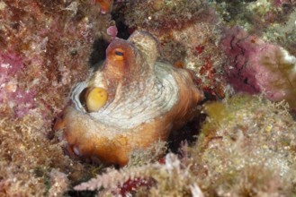 A juvenile Common Octopus (Octopus vulgaris) sits hidden in a colourful underwater landscape. Dive
