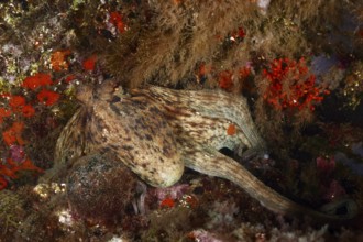 Common Octopus (Octopus vulgaris) in camouflage on a colourful, rocky substrate. Dive site Marine
