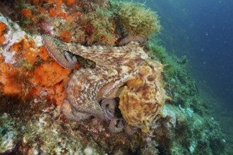 A Common Octopus (Octopus vulgaris) hides on the colourful seabed between sea sponges and algae.