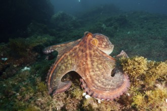 A Common Octopus (Octopus vulgaris) spreads out over the algae-covered seabed in deep water. Dive