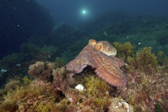 A Common Octopus (Octopus vulgaris) moves across the algae bed of the ocean. Dive site Marine