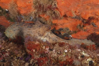 A Common Octopus (Octopus vulgaris) camouflages itself between colourful sea sponges under water.