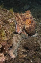 A Common Octopus (Octopus vulgaris) camouflages itself on an algae-covered rocky bottom in the