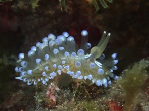 Marine nudibranch with distinctive blue tentacles, Striped Thick-billed ribbon Slug (Janolus