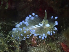 Elegant nudibranch with blue accents, Striped Thick-billed Slug (Janolus cristatus), on algae. Dive