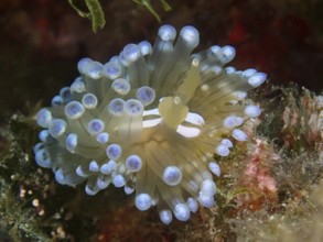 Small marine nudibranch with bright blue tips, Striped Thick-billed Slug (Janolus cristatus), Dive