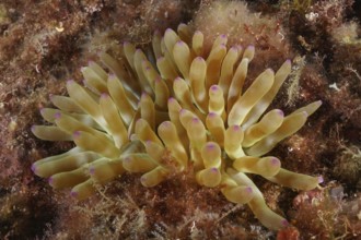 Yellow rock rose (Cribrinopsis crassa) with purple tips on the seabed. Dive site Cap de Creus