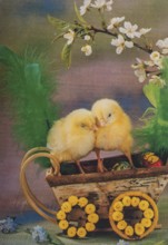 Old postcard and Easter card. Yellow chickens in a basket