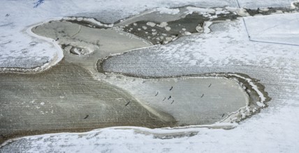 Aerial view, frozen Rhine meadow Ehingen, Mündelheim, Duisburg, Ruhr area, North Rhine-Westphalia,