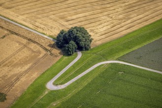 Aerial view, trees on a winding path, Rheinaue Mündelheim, Mündelheim, Duisburg, Ruhr area, North
