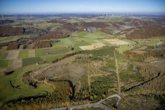 Aerial view, forest area with forest damage and wind farm in the background in the district of