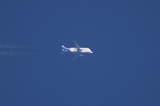 Airbus A300-600ST Super Transporter or Beluga aircraft in flight in a blue sky with vapour trails