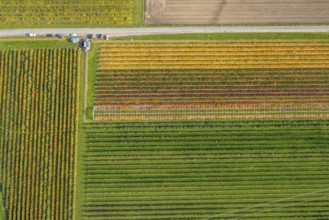 Aerial view, agricultural plantation cultivation Auf der Höhe in the district Kirchhellen-Nord-Ost