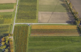 Aerial view, agricultural plantation cultivation Auf der Höhe in the district Kirchhellen-Nord-Ost