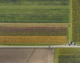 Aerial view, agricultural plantation cultivation Auf der Höhe in the district Kirchhellen-Nord-Ost