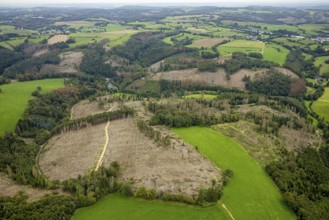 Aerial view, forest damage at Steinbachtal near the village of Boßel in Breckerfeld, Sauerland,