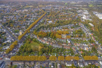 Aerial view, Autumnal rows of trees in the residential area between Scharnhölzstraße and