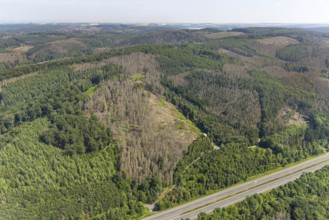 Aerial photo, forest area with forest damage in Hüsten, Arnsberg, Sauerland, North