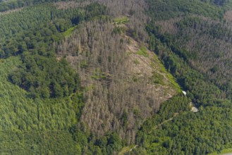 Aerial photo, forest area with forest damage in Hüsten, Arnsberg, Sauerland, North