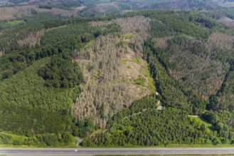 Aerial photo, forest area with forest damage in Hüsten, Arnsberg, Sauerland, North