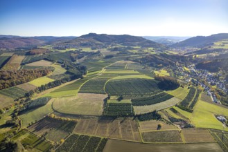 Aerial view, meadows and fields with Christmas tree cultivation at the district Heringhausen in