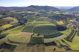 Aerial view, meadows and fields with Christmas tree cultivation at the district Heringhausen in