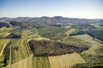 Aerial view, tree plantations, meadows and fields, Gevelinghausen, Olsberg, Sauerland, North