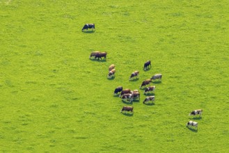 Aerial view, grazing cows in a meadow near the A2 motorway in Weddinghofen, Bergkamen, Ruhr area,