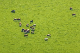 Aerial view, grazing cows in a meadow near the A2 motorway in Weddinghofen, Bergkamen, Ruhr area,