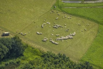 Aerial view, grazing sheep in a meadow in Bergkamen, Ruhr area, North Rhine-Westphalia, Germany,