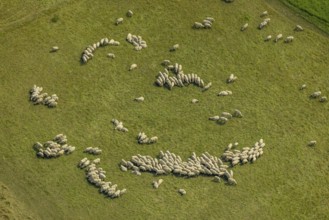 Aerial view, grazing sheep in a meadow in Bergkamen, Ruhr area, North Rhine-Westphalia, Germany,